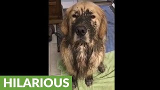 Muddy dog has absolutely no regrets [upl. by Ainesell]