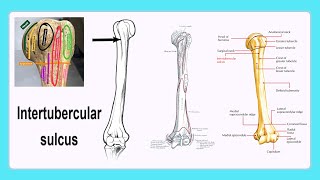 intertubercular sulcus [upl. by Barthold526]