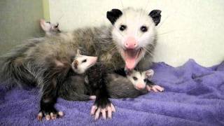 Mother Opossum and Babies 2 [upl. by Gundry]