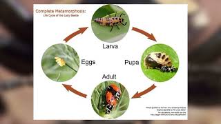 Order Coleoptera [upl. by Zumstein]