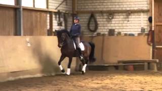 Abrodite 11yearold FEI Dressage horse for sale [upl. by Rasecoiluj]