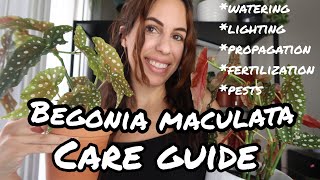 The COMPLETE How to care for Begonia maculata Wightii [upl. by Mazel]