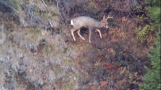 Buck 808 yard shot by Kevin Calhoun  7mm Remington Magnum [upl. by Auqinot479]