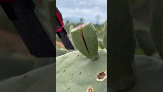 Picking Fruit Cactus fruitlover farming shots [upl. by Adekam]