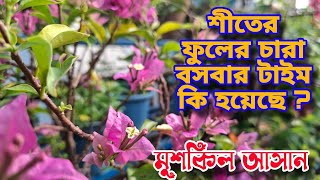 শীতের ফুলের চারা বসাবার সঠিক সময় সাথে আপনাদের বাগানের মুশকিল আসান আজকের ভিডিওতে  gardening [upl. by Anirehtac]