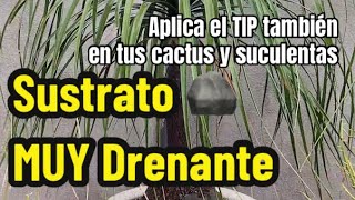 Tip rápido para plantas de poca humedad [upl. by Norga]