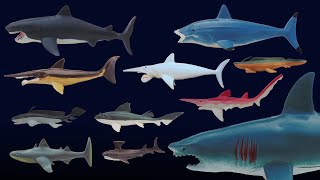 Prehistoric Sharks  Featuring Megalodon  The Kids Picture Show Fun amp Educational Learning Video [upl. by Amre151]