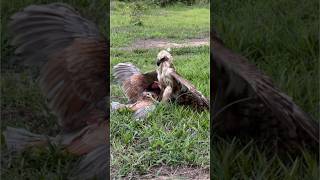 Speed and flexible skills of Changeable Hawk Eagle hunt birds of prey on the ground amazing eagle [upl. by Daberath386]