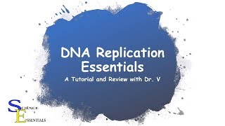 DNA Replication Essentials  Dr V [upl. by Hilario]