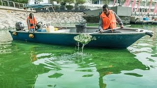 Understanding Algae [upl. by Alleris]