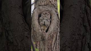 Owl Sounds Eastern Screech Owl [upl. by Clardy]