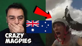 AUSTRALIAN MAGPIES ARE CRAZY British Reaction to Ozzy Man Reviews MAGPIES [upl. by Peggy404]