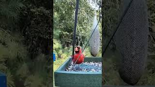 Cardinals of Many Colors Visited Wildlife Live TV birdfeeder in 1 Day bird birds cardinals live [upl. by Ellehsor515]