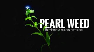 PEARL WEEDHow to plant Hemianthus micranthemoides the other way [upl. by Kiona]