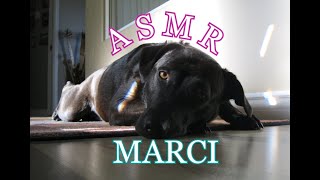 ASMR MARCI MY DOG IS SUDDENLY SICK BUT GETTING STRONGER [upl. by Inittirb302]