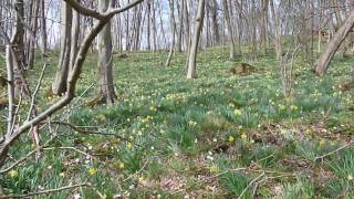 Narzissenwanderung In Kelmis bei Aachen720p FZ28wmv [upl. by Ck]