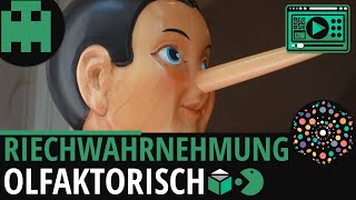 Riechwahrnehmung │Biologie Lernvideo Learning Level Up [upl. by Kellia191]