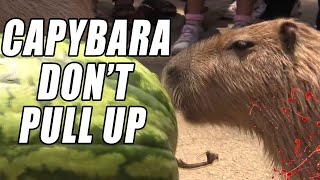 Capybara Dont Pull Up [upl. by Oigimer98]