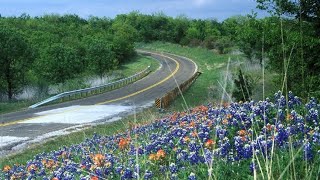 Heres where to go to find Central Texas best bluebonnets [upl. by Anisamoht]