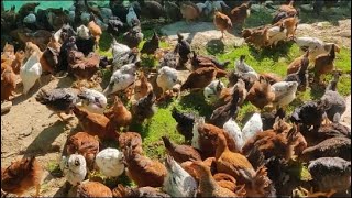 Kuroiler FFG Poultry Farming Arunachal Pradesh [upl. by Verbenia]