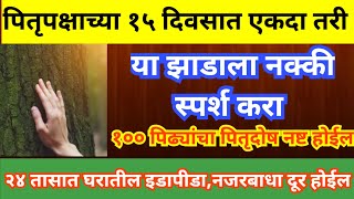 पितृपक्षात फक्त एकदा या झाडाला नक्की स्पर्श करा२४ तासात प्रत्येक कामात यश मिळेलपितृदोष संपेल [upl. by Ynna939]