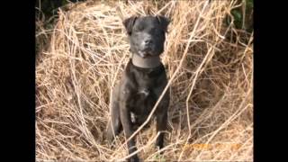 Patterdale Terriers Hunting in ireland [upl. by Myers]