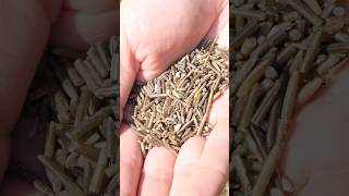 Wild rice from start to finish with samuelthayer378 asmr [upl. by Nedap]