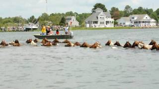 Chincoteague Pony Swim 2010 [upl. by Aisek]