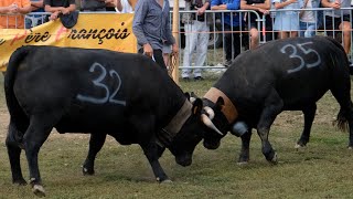 Tradition  Combats de Reines à St Jean dArves [upl. by Ahcurb59]