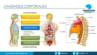 CAVIDADES CORPORALES  Resúmenes de Anatomía y Fisiología [upl. by Aznofla]