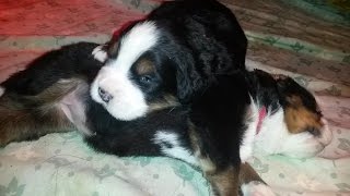 Bernese mountain dog puppies 12 days old [upl. by Idahs]