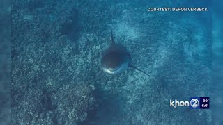 Hawaii man greeted by great white shark during insane experience [upl. by Eentirb796]