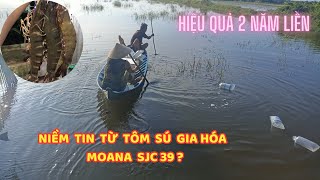 HIỆU QUẢ MÔ HÌNH NUÔI SÚ GIA HÓA MOANA SJC 39 quotTRÚNG 4 VỤ LIÊN TỤCquot BẰNG THỨC ĂN TỰ NHIÊN TẠI CÀ MAU [upl. by Alsi]