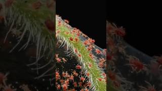 Pyrethrum The Ultimate Spider Mite Solution organicpestcontrol farming [upl. by Atinuj73]