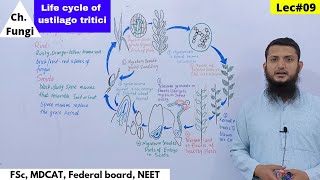 Life Cycle of Ustilago tritici  Disease Cycle of loose Smut of Wheat [upl. by Eisen]