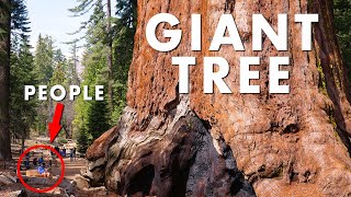 Worlds Largest Trees GIANT SEQUOIAS  4K [upl. by Wulf]