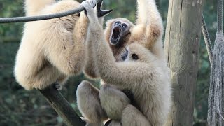 Withandgibbons geluid zang  Lar Gibbons soundsing  Olmense Zoo [upl. by Bloom636]