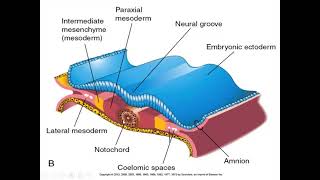 trilaminar germ disc formation part 2 [upl. by Analihp38]