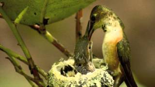 Mother and Baby Hummingbirds in Nest from Hatch to Fledge [upl. by Obed]