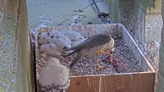 Peregrine nestlings 2024 [upl. by Irrek]