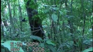 Lancetailed Manakin leapfrog dance [upl. by Le]