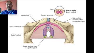 Pelvis 1  Perineum Anatomy  Perineal Pouch  Incredible human body [upl. by Nelyt]