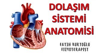 Dolaşım Sistemi  ANATOMİ SİSTEMLER KONU ANLATIMI 15 [upl. by Katy]