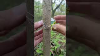 Grafting Expert Shows How to Change Citrus Varieties！Citrus Grafting Fruit Tree Grafting shorts [upl. by Idihc]