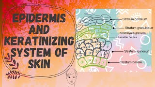 Epidermis and the Keratinization Process Cosmetic Line  cosmeticline  cosmetic  beauty [upl. by Ylluz927]