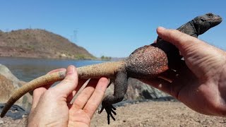 4K A Pile Of Pet Lizards You Can Catch  Herping Big Colorful Reptiles amp Amphibians USA [upl. by Adnavoj]