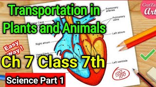 Transportation in Plants and Animals Class 7 Science Chapter 7  NCERT Explanation in Hindi [upl. by Siulegroj]