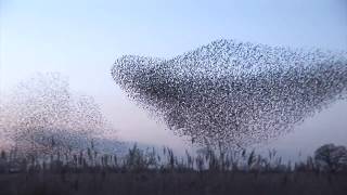 ORVIS  Moment of Chill Murmurations of Immortality [upl. by Sherborn376]