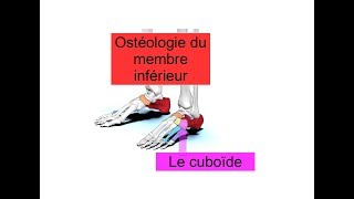 Le cuboïde  Anatomie descriptive  Ostéologie du membre inférieur [upl. by Anear]