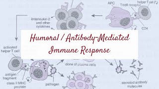 Humoral  AntibodyMediated Immune Response  Helper T Cells amp B Cells Plasma Cells Immunity [upl. by Anemaj826]